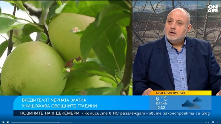 Черната златка унищожава овощните градини, такова масово нападение не е имало