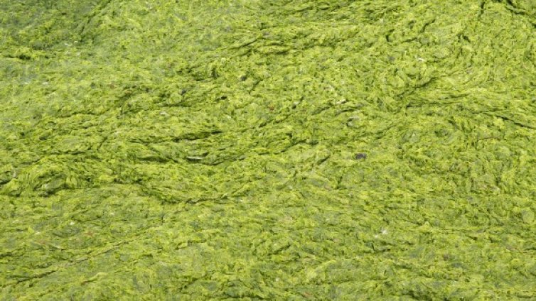 Най-старият жив организъм &ndash; на възраст над 80 000 години 