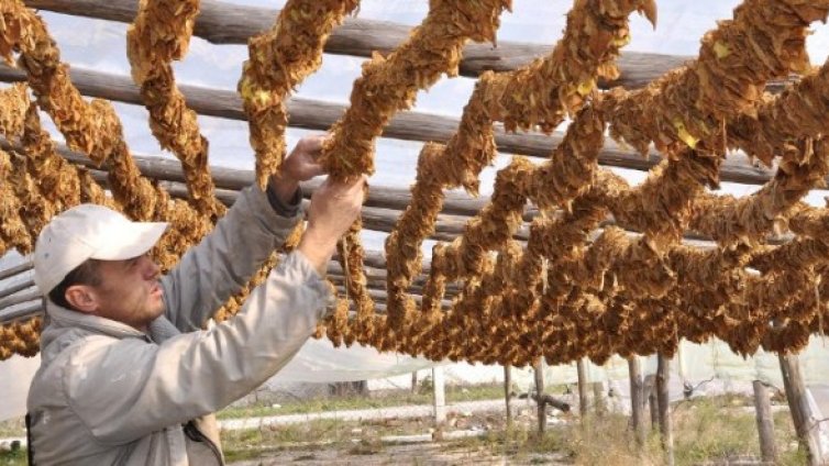 Дават 73 млн. субсидия на тютюнопроизводителите