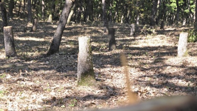 Горски стражар застреля ром, опитал да краде дърва