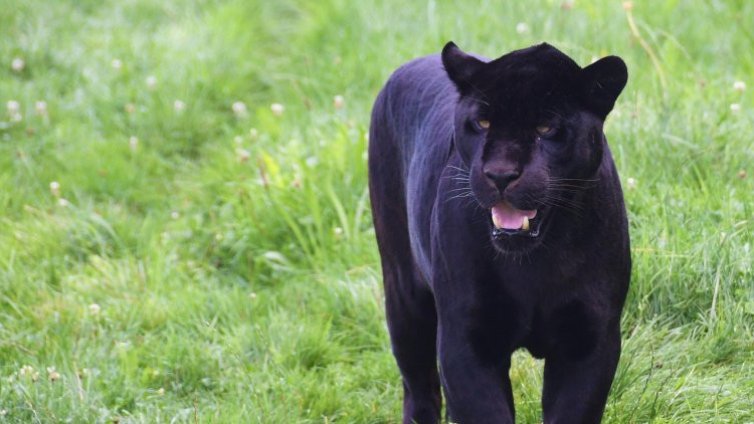 Появи се отново? Черният леопард е забелязан край Тутракан