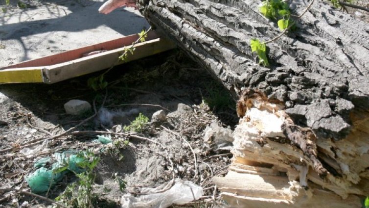 12-метрова топола помля автомобил в Русе