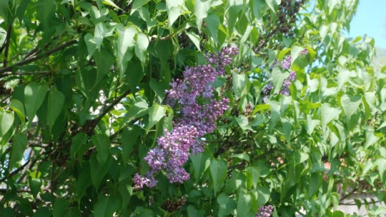 От 3 до 33°. Топъл май, но ще ръми и трещи