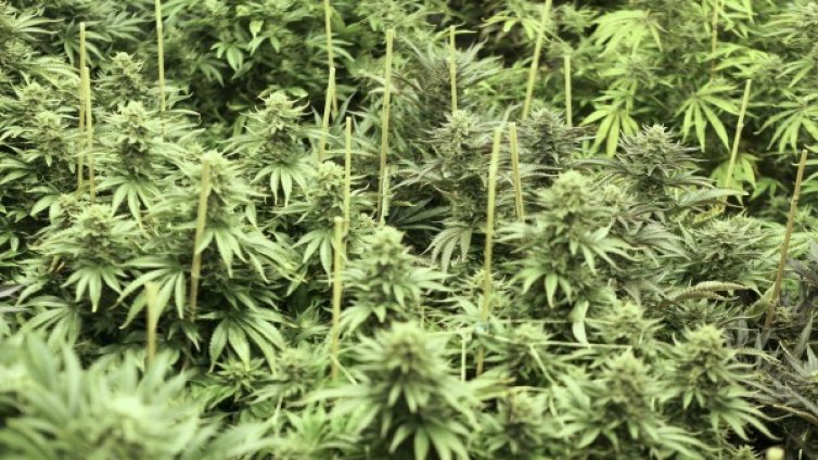 Откриха боен арсенал и наркотици в къща в Ардинско