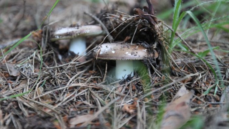 Майка и син в болница след консумация на отровни гъби