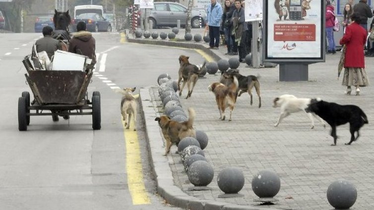 Решението за омбудсмана - шокова кастрация за кучетата