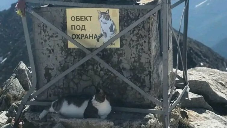 Любимият котарак от Мусала, Мъри, е болен и има нужда от средства за лечение