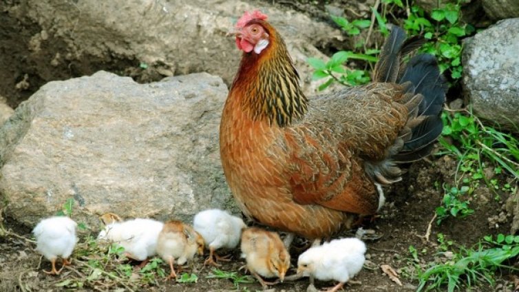 Понеделник сутрин - няма нещастни кокошки в БГ