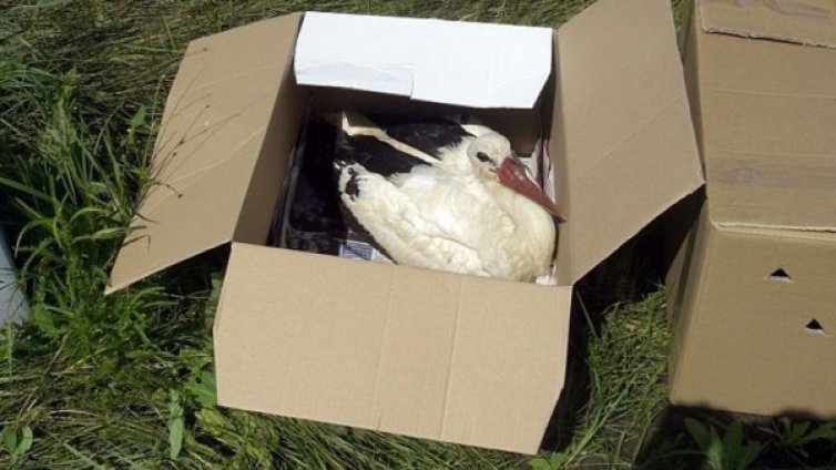 Пуснаха щъркела Бойко отново на свобода