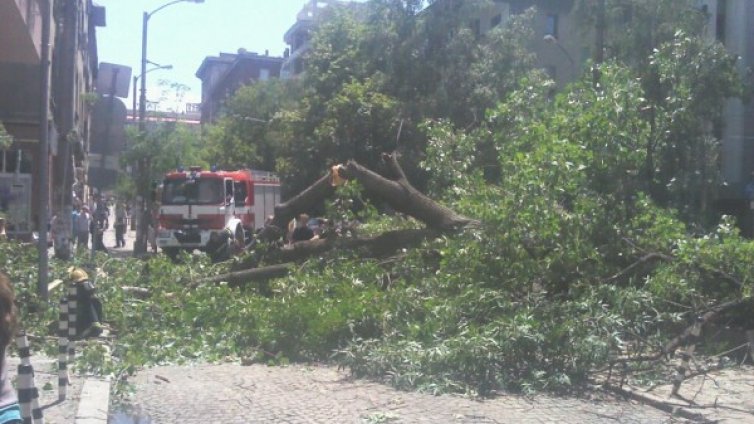 Паднало дърво рани жена и спря движението на трамваи 20, 22 и 23