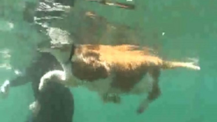 Котката Нео се прави на риба мрена &ndash; плува, ли плува 