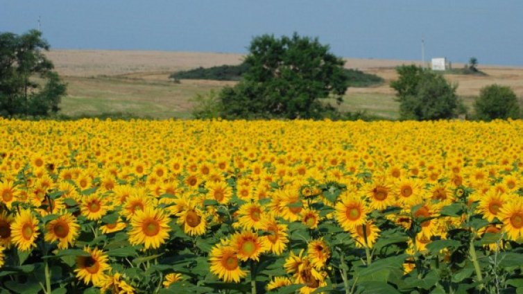 Разпределят служебно ниви за арендатори
