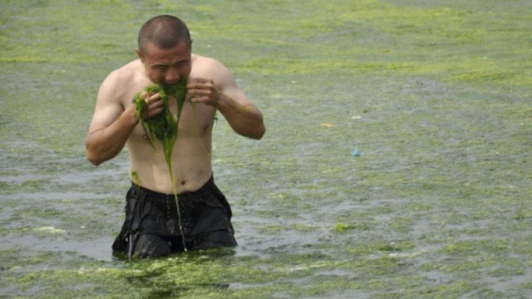 Водораслите - храната и горивото на бъдещето!