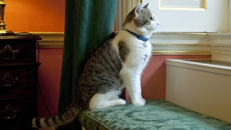 Ура! Британският премиерски котарак уби първата си мишка