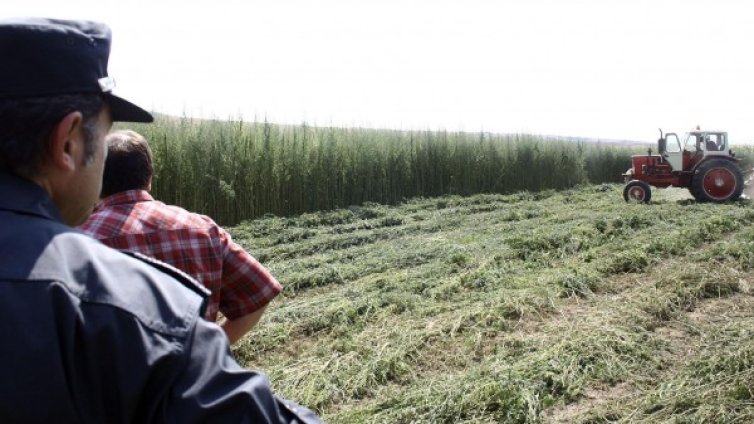 Откриха 145 кг марихуана при акция край Петрич