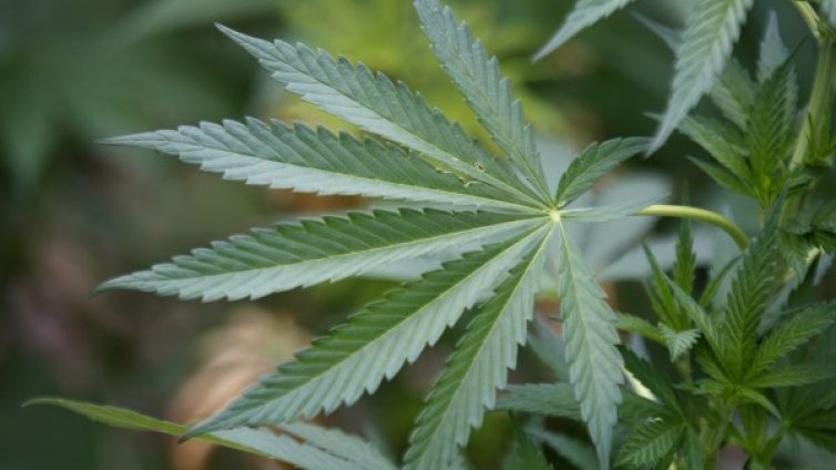 Арестуваха двама наркодилъри в Самоков