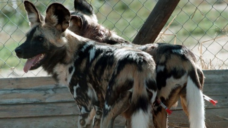 Смърт в зоопарка: дете разкъсано от диви кучета в Питсбърг 