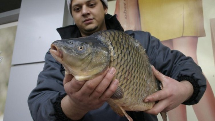 Пуснаха шарани в моловете