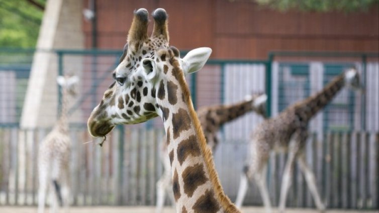 Най-странните неща, които компаниите са си купували 