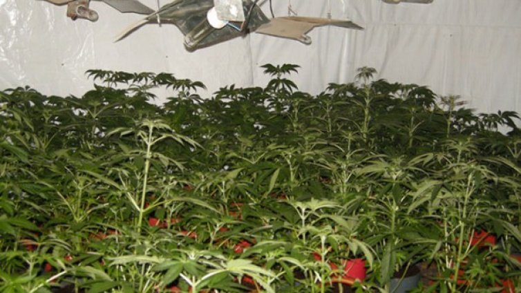 Осъждан краде ток за оранжерия с марихуана