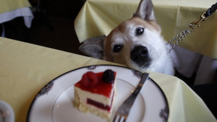 Не разглезвайте домашния любимец, съветват експерти 