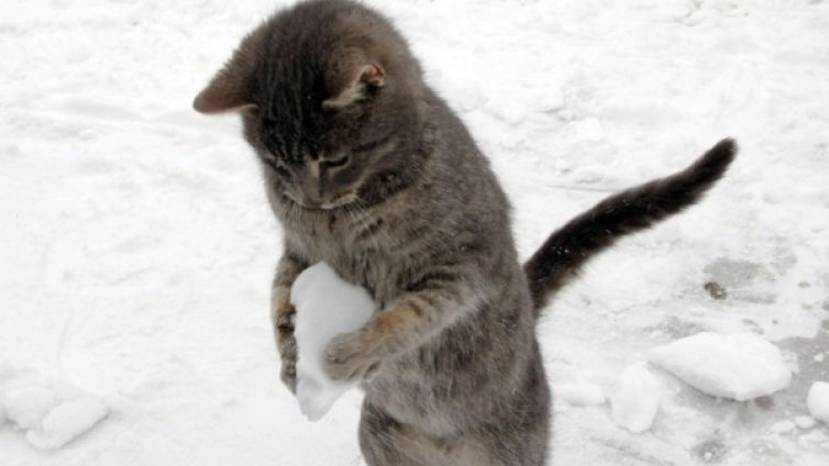 Денят в снимки