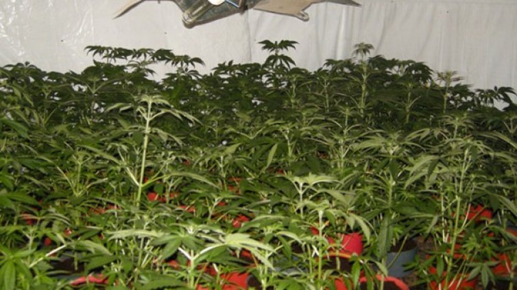 Двама виетнамци отглеждат марихуана в Разградско