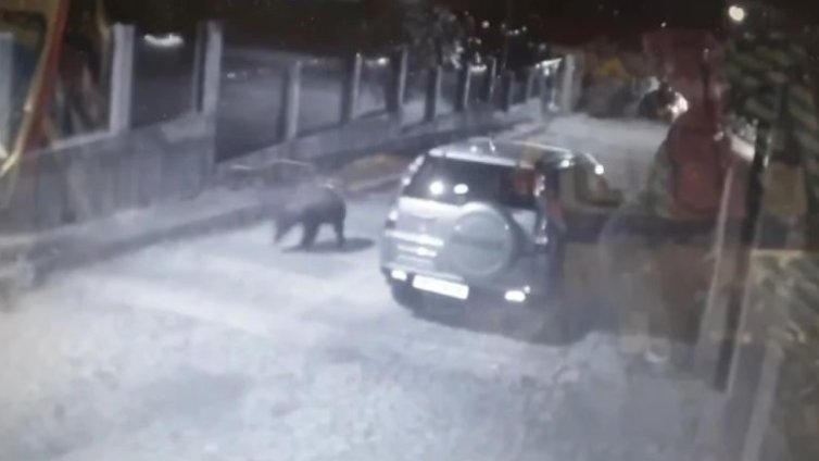 Денонощни патрули в Карлово заради забелязаната мечка