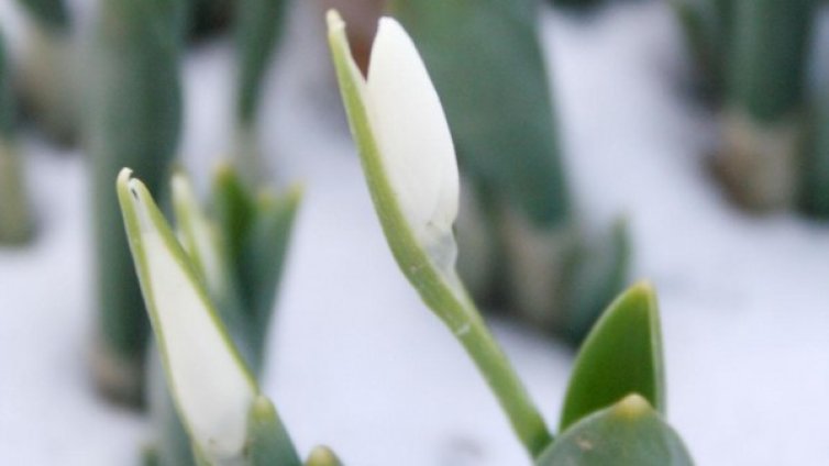 Малък Сечко иде с до 20 градуса над нулата 