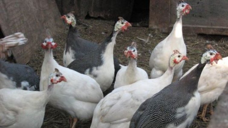 Огнище на птичи грип е установено във ферма с около 100 000 патици
