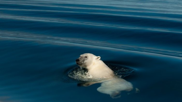 3D документално кино на София Филм Фест