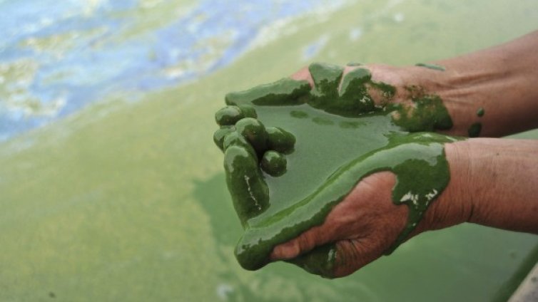 Там, където ракът е зараза 