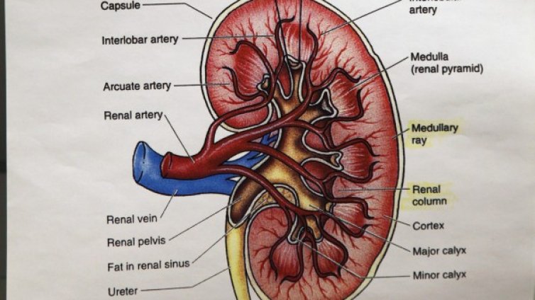 Как се профилактират бъбречните заболявания? 