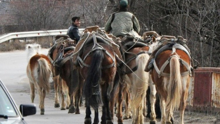 Колко струва животът на ромите?