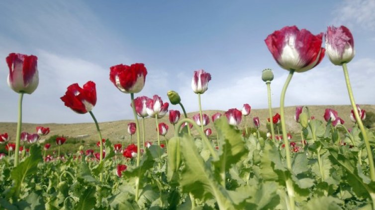 Кои лекарства се получават от растения? 