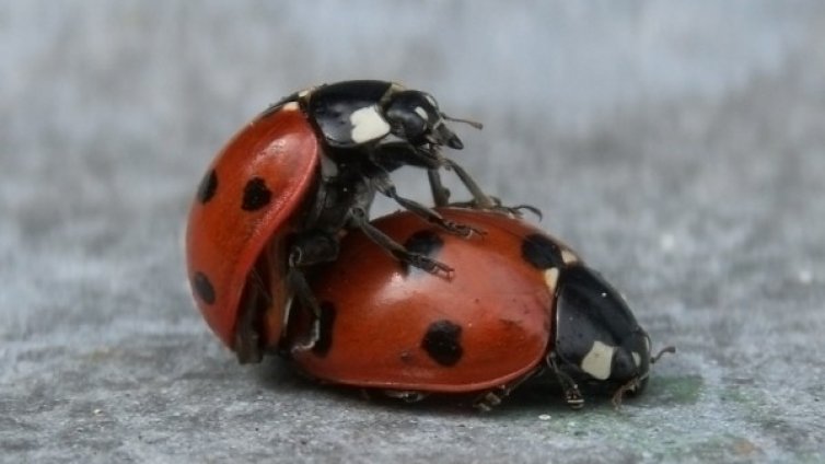 Как да поддържате сексуалната страст в дългосрочна връзка