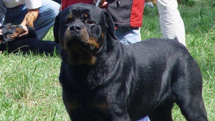 Ротвайлер нахапа дете в двора на училище