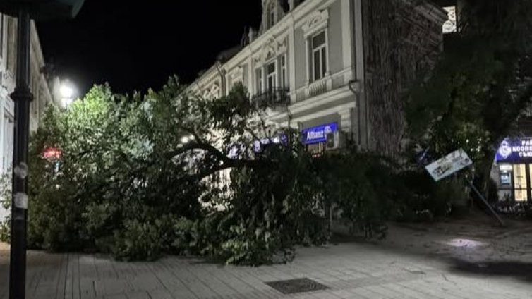 Дърво се разцепи и падна в пешеходния център на Русе 