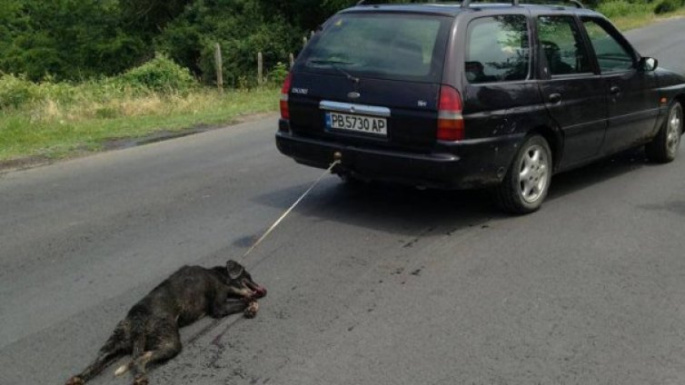 Прокуратурата погна мъж, измъчвал кучето си 