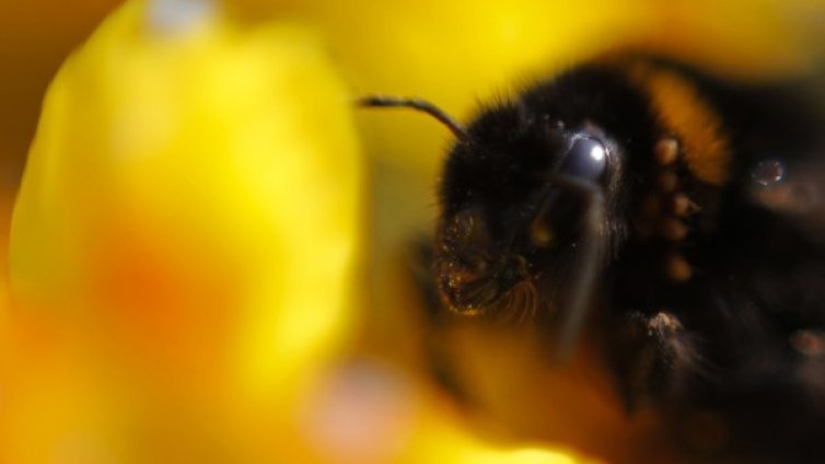 Роботи пчели ще опрашват растенията