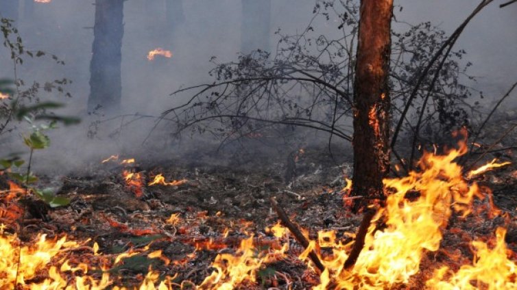Голям пожар пламна до българо-турската граница