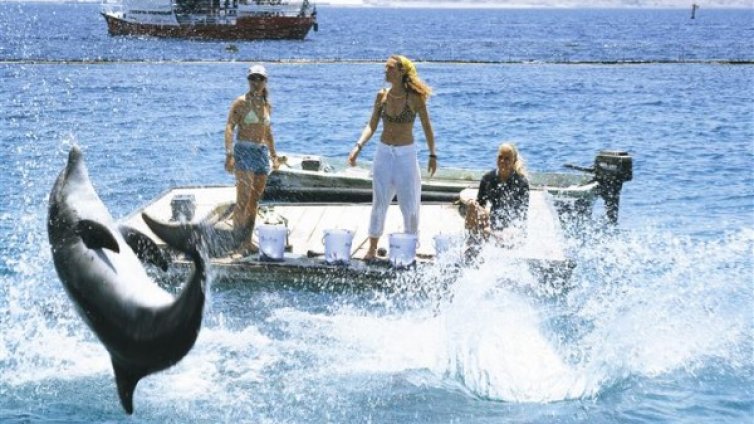 В Ейлат делфините ви канят в своя свят 
