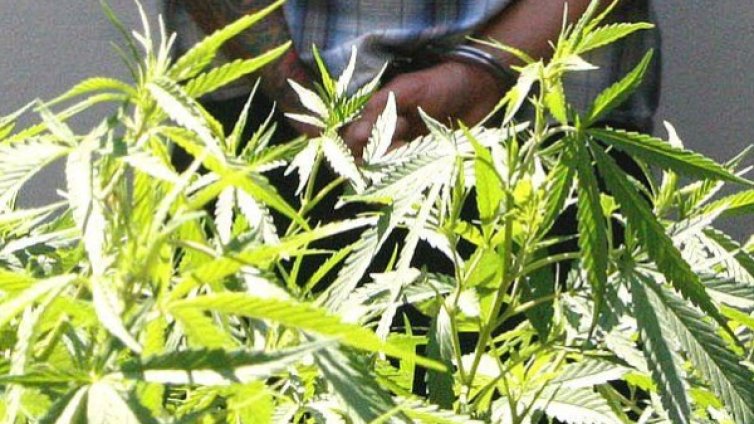 Спипаха 21-годишен шофьор с канабис 