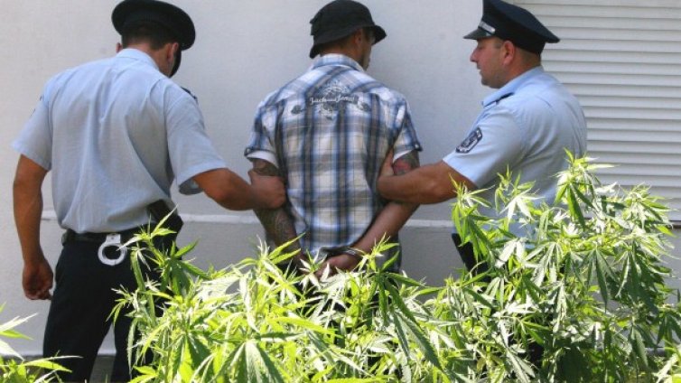  МВР разби две лаборатории за марихуана 
