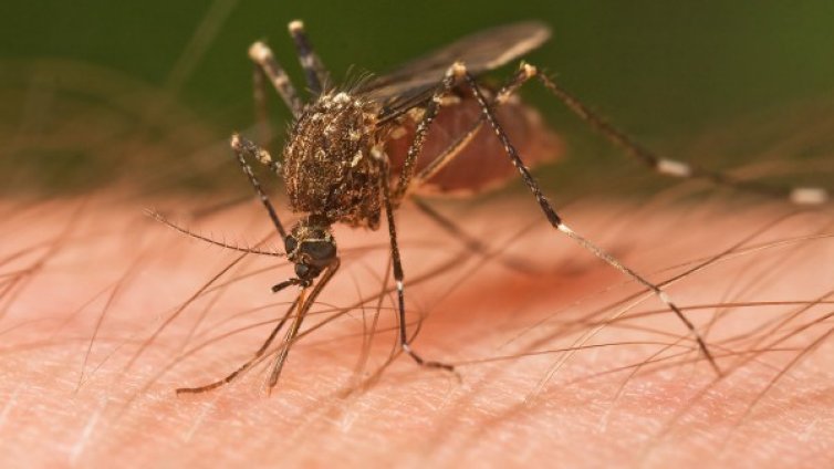 Турска машина ще мори комарите във Видин