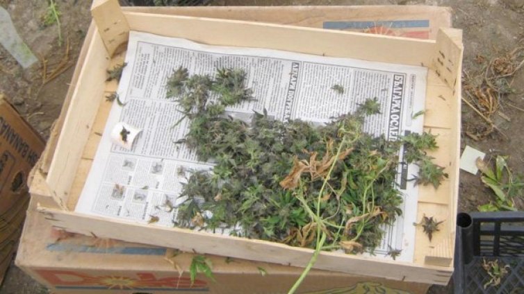 Дяволски тамян &ndash; най-търсената дрога в София