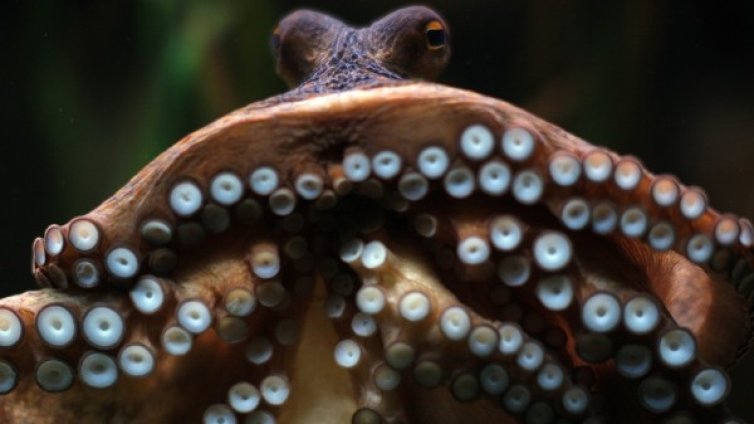 Трипофобия &ndash; най-често срещаната фобия, за която никой не е чувал