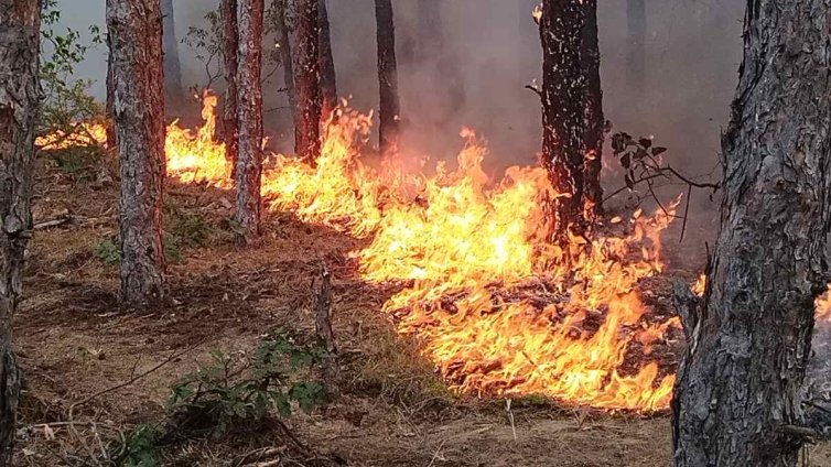 Пожар гори в Сакар планина, 9 екипа огнеборци са на терен