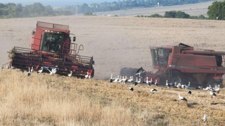 Зърнопроизводителите с пълна родна и евросубсидия до 31 януари