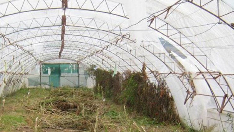 Разкриха две оранжерии с канабис край Сандански